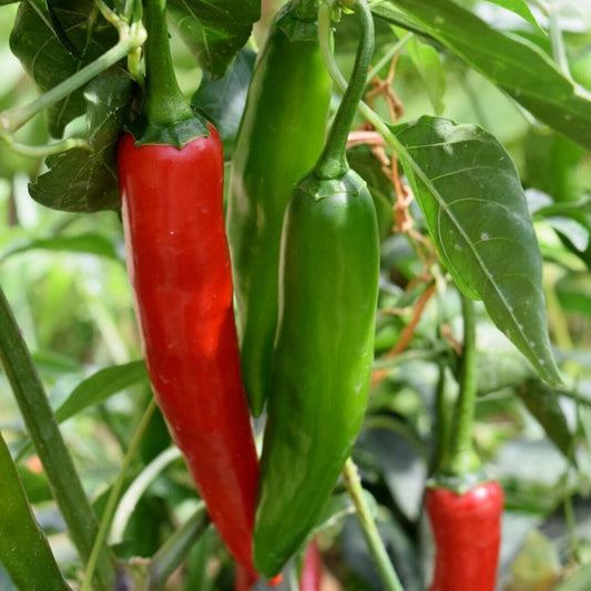 Serrano Chili Seeds – Garden Vegetable Seeds