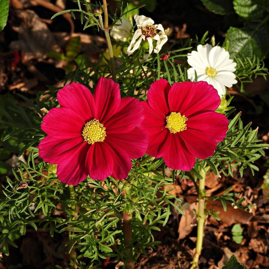 Cosmos Cosmos Bipinnatus – Red Versailles Flower Seeds