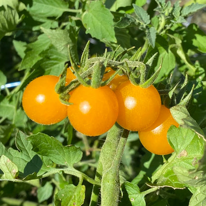 Galapagos Island Tomato Solanum Cheesmaniae – Hardy Vegetable Seeds