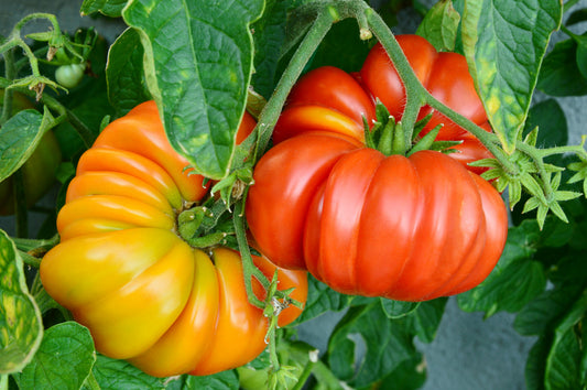 Beefsteak Tomato – Heirloom Vegetable Seeds