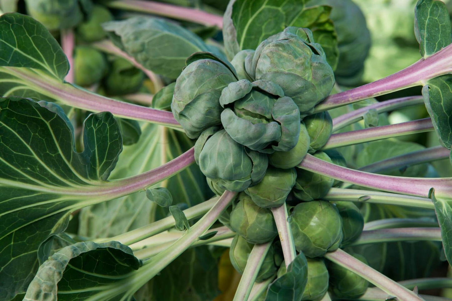 Brussels Sprout Cabbage Green Vegetable Seeds For Planting