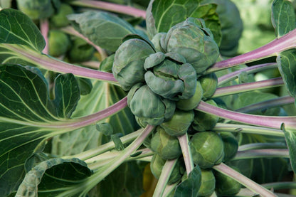 Brussels Sprout Cabbage Green Vegetable Seeds For Planting