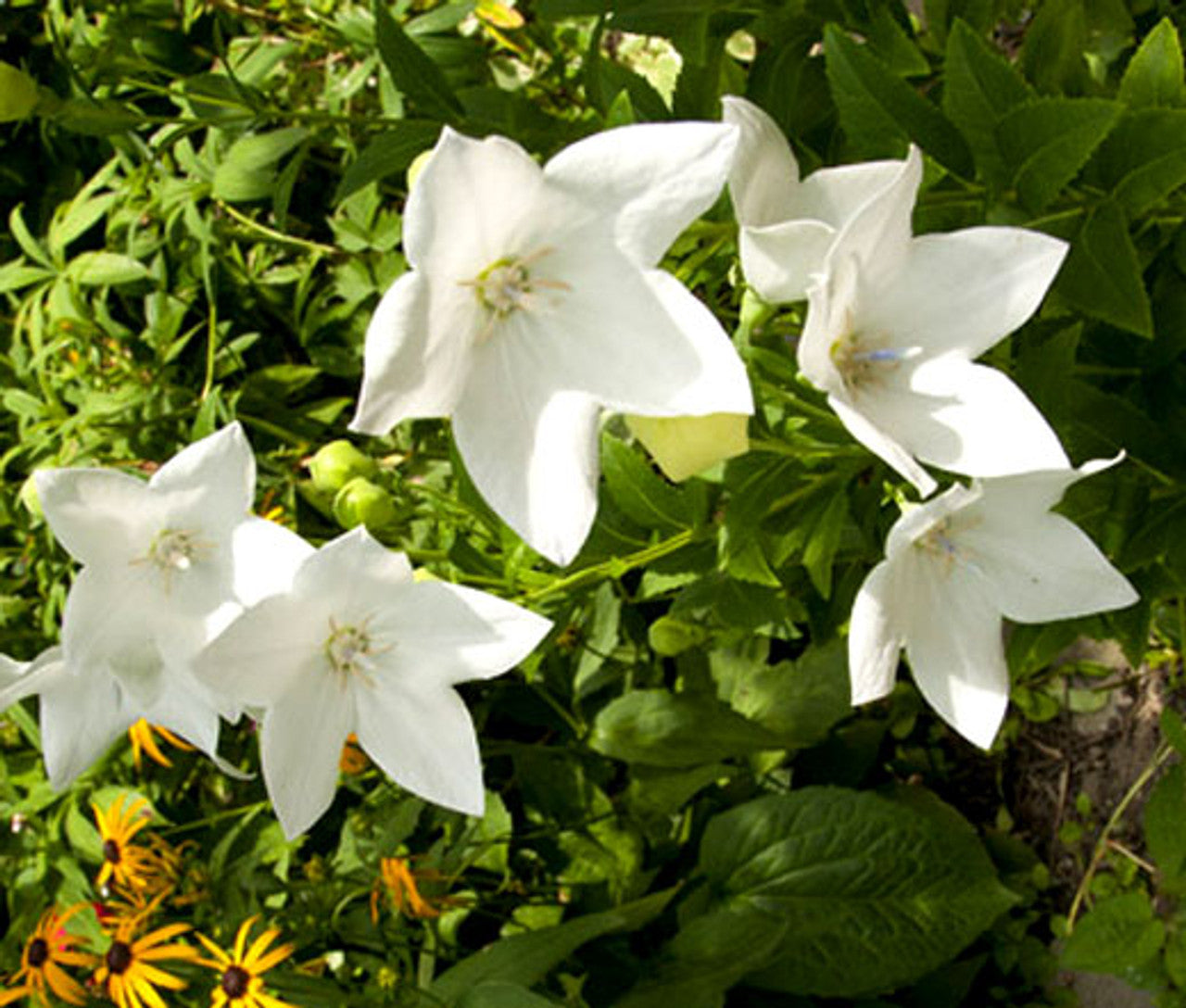 Balloon Flower White Platycodon Grandiflorus – Hardy Garden Flower Seeds