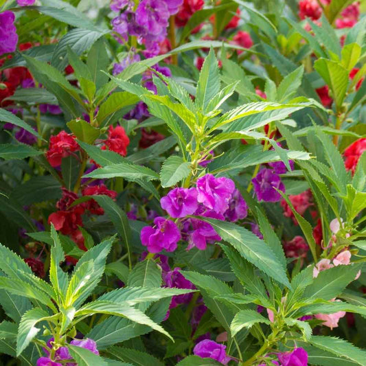 Balsam Flower Seed – Mixed, Annual Flower Seeds
