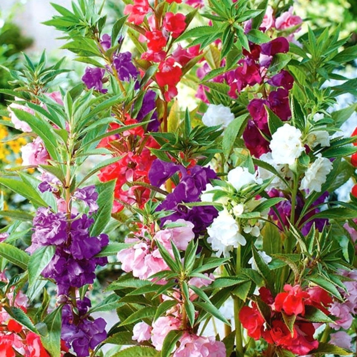 Balsam Flower Seed – Mixed, Annual Flower Seeds