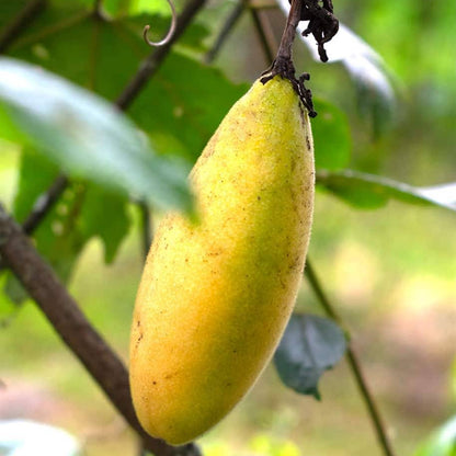 Banana Passionfruit Passiflora Tarminiana – Fruit Vine Seeds