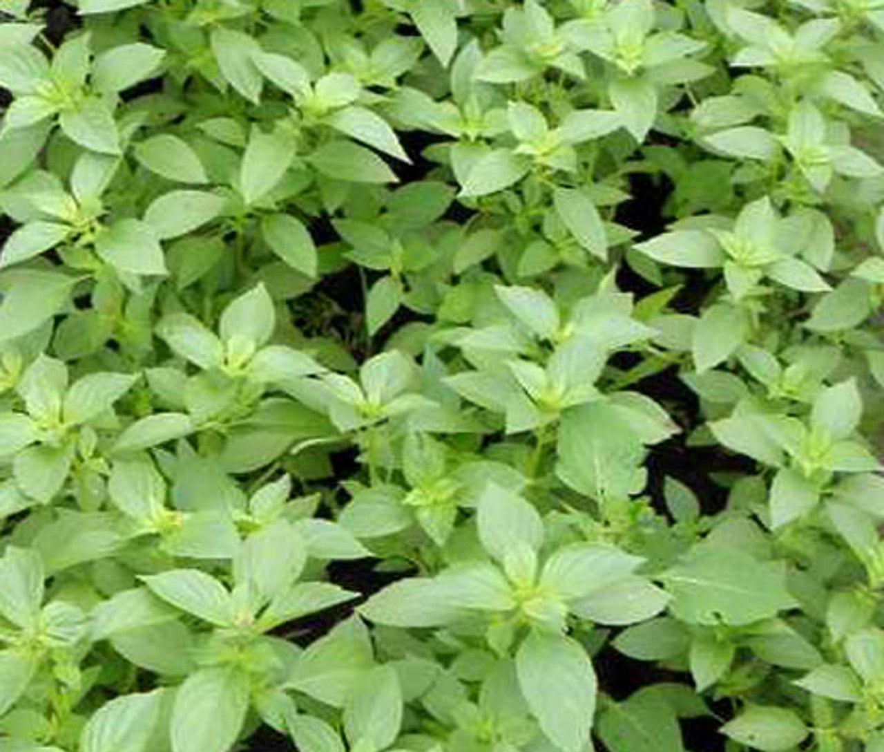 Basil Lemon Ocimum Basilicum – Aromatic Culinary Herb Garden Seeds