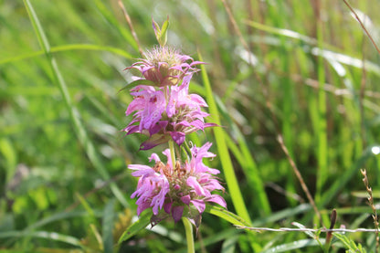Lemon Mint Beebalm Monarda Citriodora – Fragrant Herb Seeds