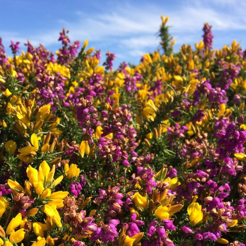 Common Gorse Plant (Ulex europaeus) – Heirloom, Non-GMO, Evergreen Shrub for Landscaping