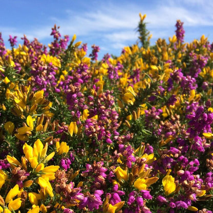 Common Gorse Plant (Ulex europaeus) – Heirloom, Non-GMO, Evergreen Shrub for Landscaping