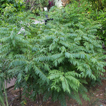 Murraya Koenigii Seeds Curry Leaf Plant Fragrant & Flavorful Herb for Home Garden