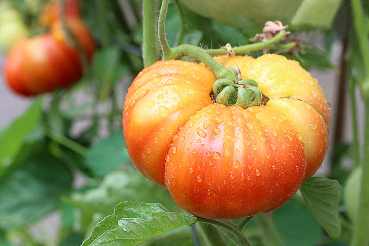 Behemoth Giant Tomato – Garden Fruit Seeds