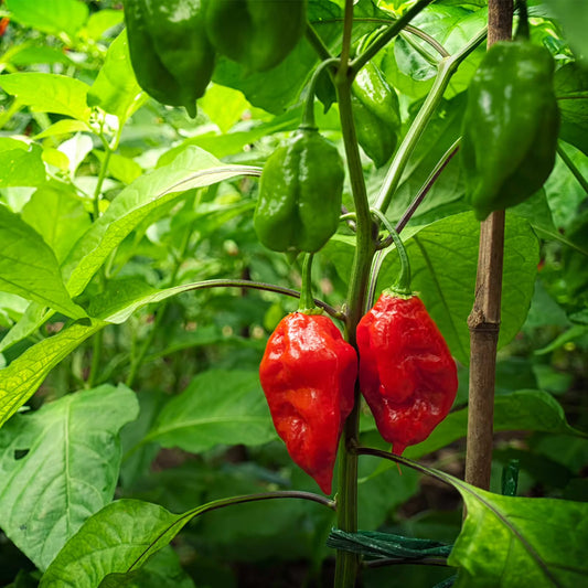 Cambuci Pepper – Spicy Vegetable Garden Seeds