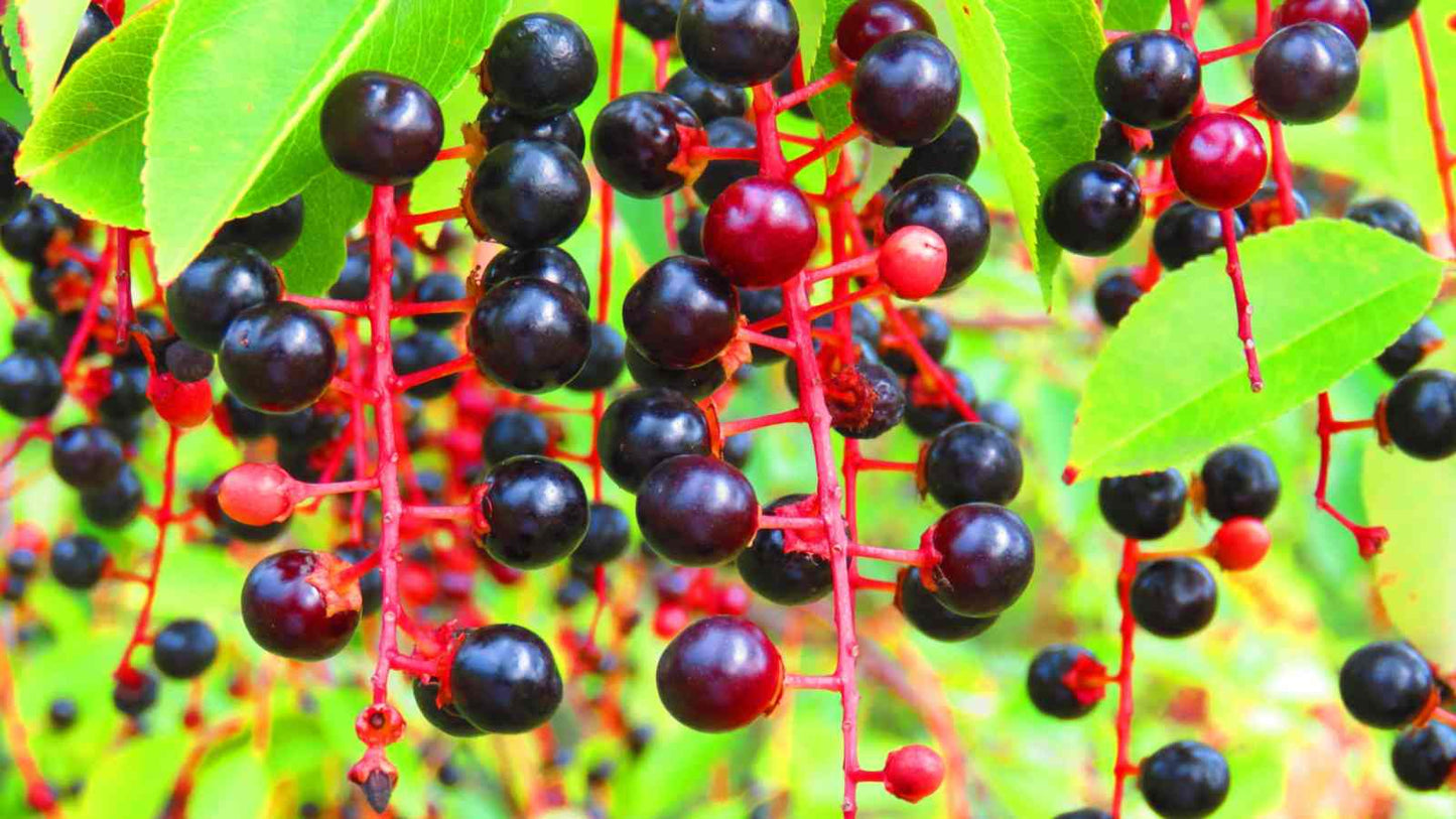 Black Cherry – Garden Fruit Seeds