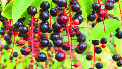 Black Cherry – Garden Fruit Seeds
