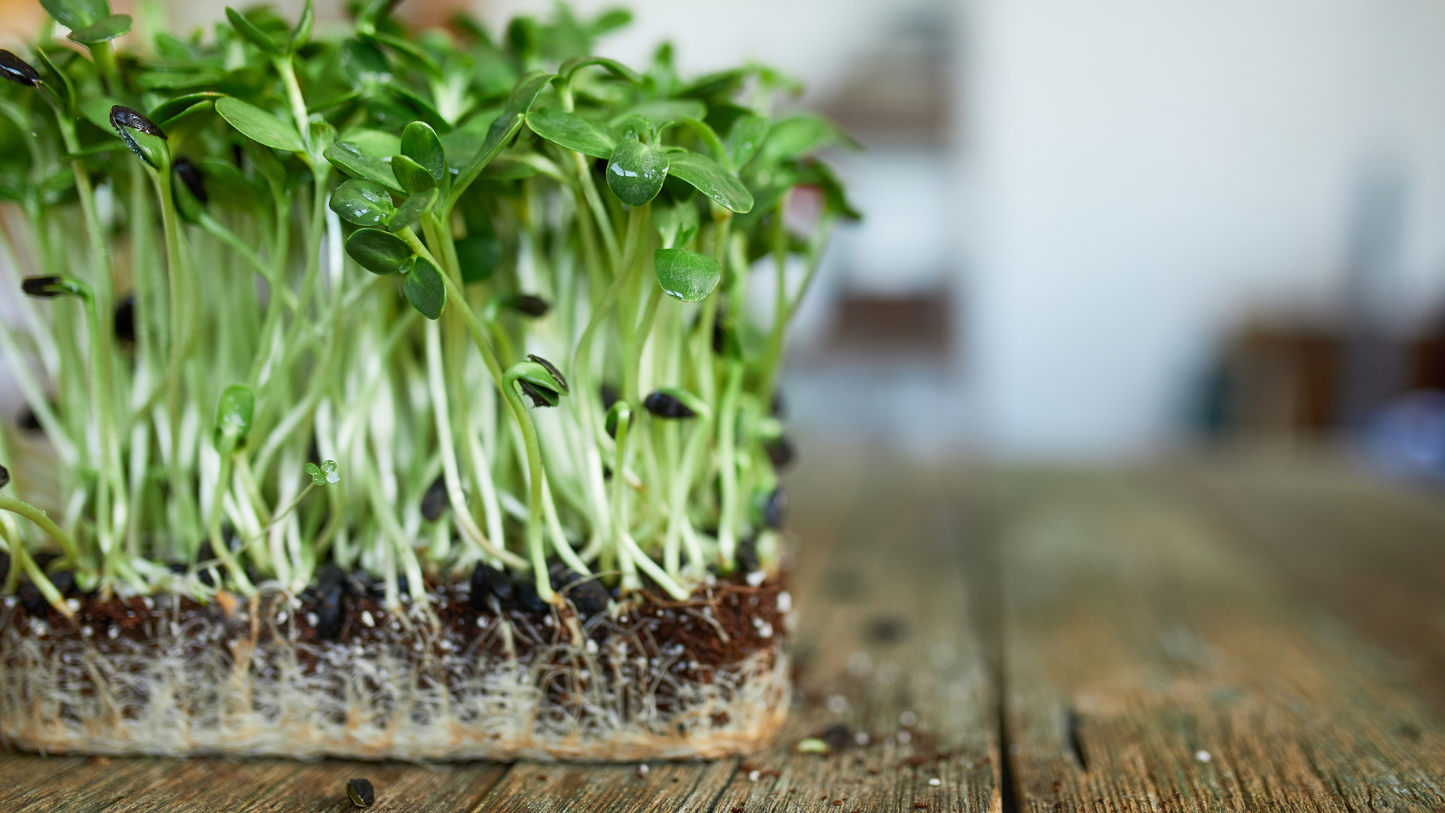 Microgreens Mix - Basil, Onion, Radish, Alfalfa, Wheatgrass - 5 of The Best