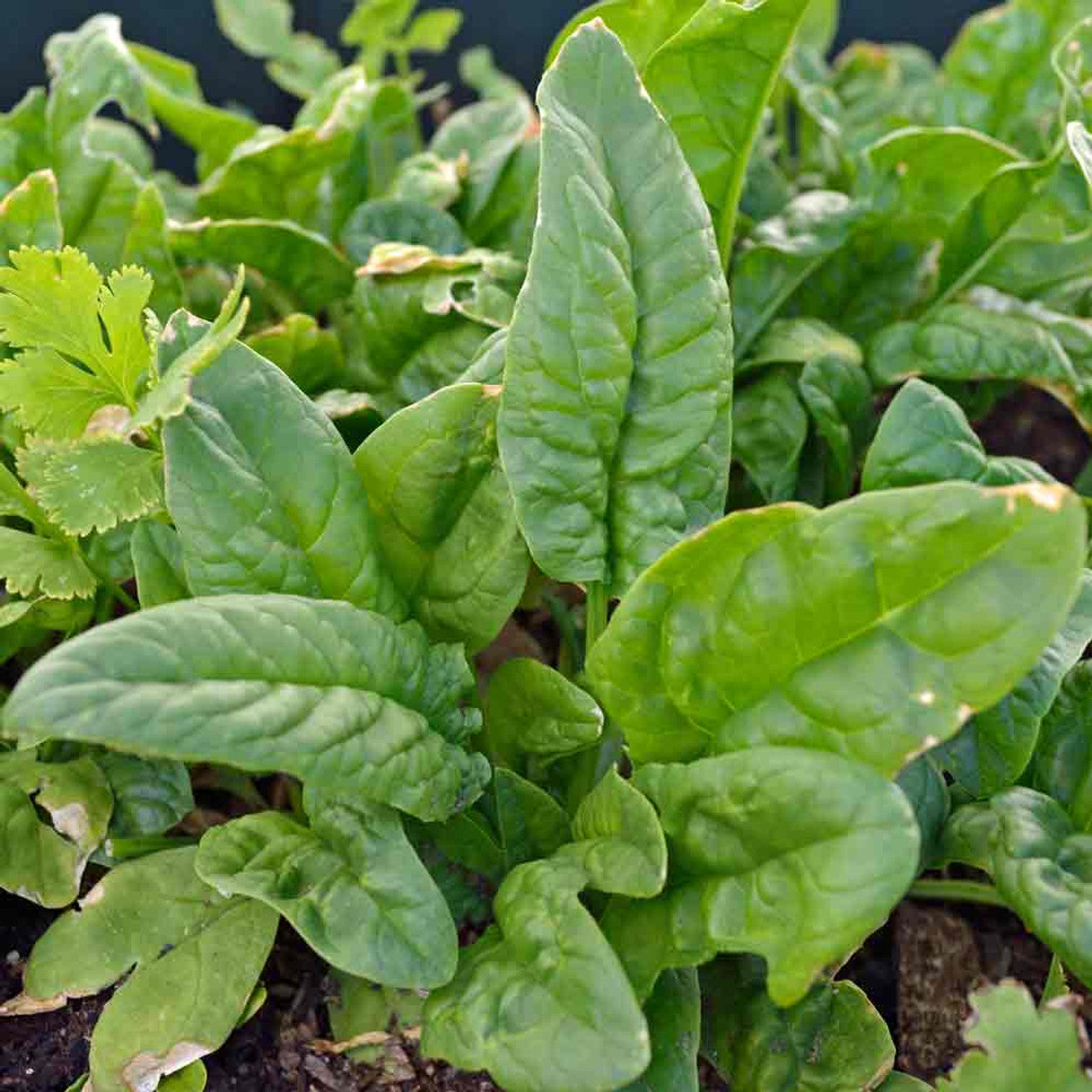 Spinach Bloomsdale Spinacia Oleracea – Vegetable Garden Seeds