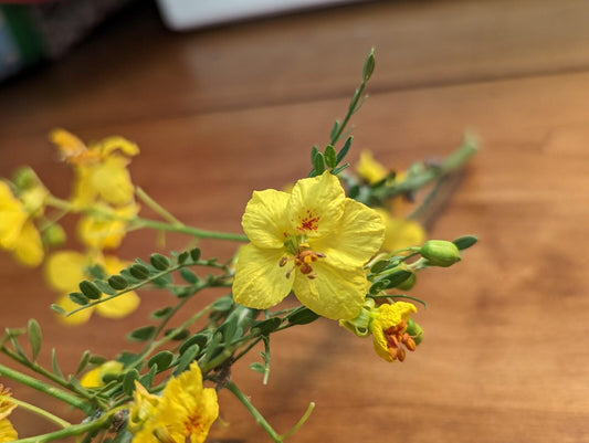 Yellow Palo Verde Parkinsonia Microphylla – Desert Tree Seeds