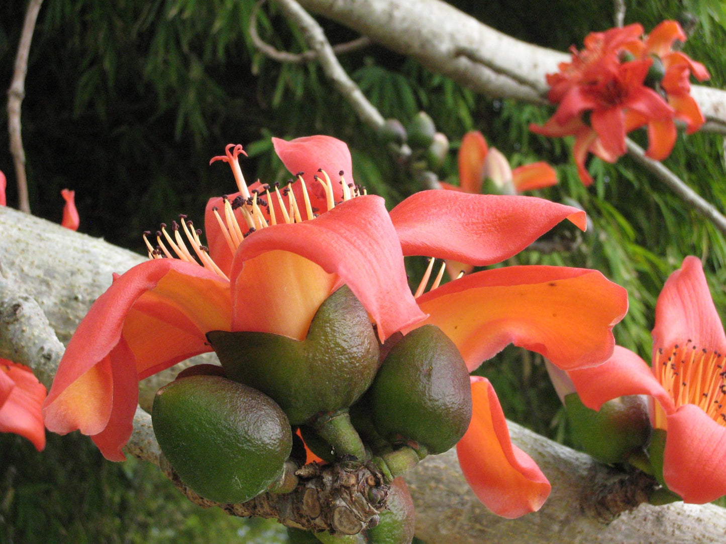 Bombax Ceiba – Red Silk Cotton Tree Seeds