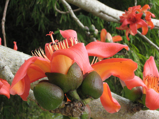 Bombax Ceiba – Red Silk Cotton Tree Seeds