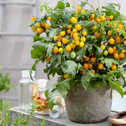 Pike County Yellow Tomato Big Yellow Heirloom Non Gmo Yumm! – Perennial Flower Seeds
