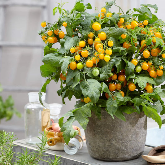 Pike County Yellow Tomato Big Yellow Heirloom Non Gmo Yumm! – Perennial Flower Seeds