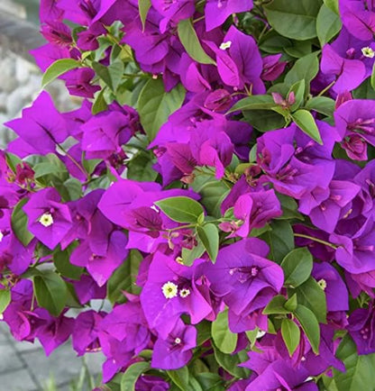 Purple Bougainvillea Seeds - Vibrant Flowering Vine Drought-Tolerant Ornamental Climber