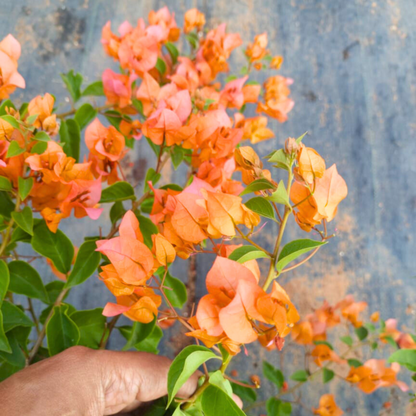 Orange Bougainvillea Seeds - Bright Flowering Vine Drought-Tolerant Tropical Climber