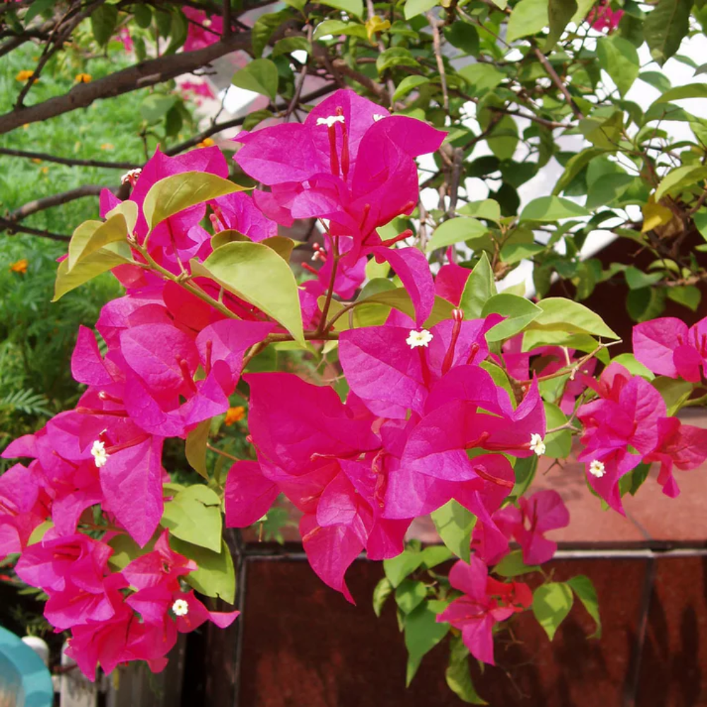 Pink Bougainvillea Seeds - Vibrant Flowering Vine Drought-Tolerant Ornamental Climber