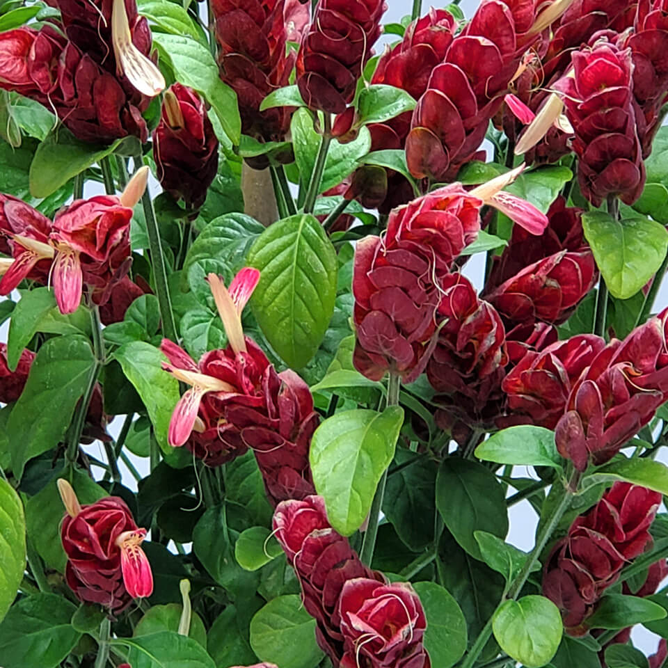 Pachystachys Red Shrimp Plant Seeds – Compact Tropical Flowering Plant for Gardens