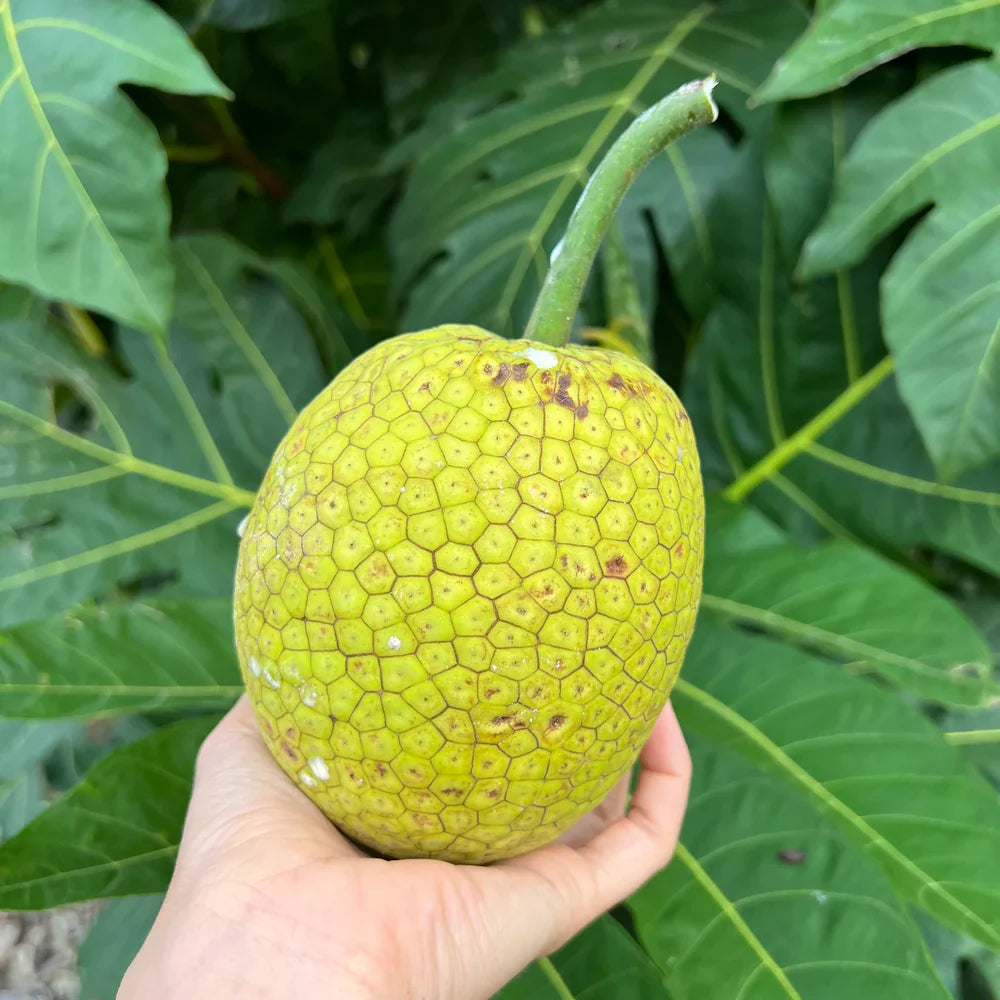 Breadfruit (Artocarpus altilis) Seeds for Planting – Heirloom, Non-GMO, Tropical Tree, Easy to Grow, High-Germination