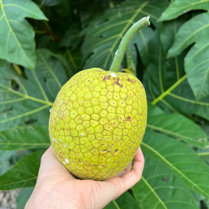 Breadfruit (Artocarpus altilis) Seeds for Planting – Heirloom, Non-GMO, Tropical Tree, Easy to Grow, High-Germination