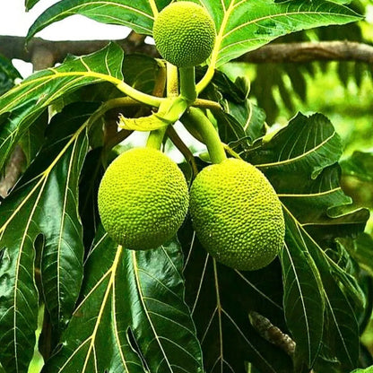 Breadfruit Tree (Artocarpus altilis) Seeds for Planting – Heirloom, Non-GMO, Easy to Grow, Tropical Variety