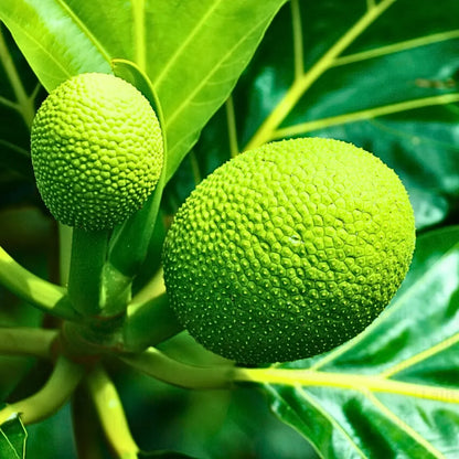 Breadfruit (Artocarpus altilis) Seeds for Planting – Heirloom, Non-GMO, Tropical Tree, Easy to Grow, High-Germination