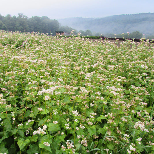 Ca Buckwheat Seeds – Dwarf Flower Seeds