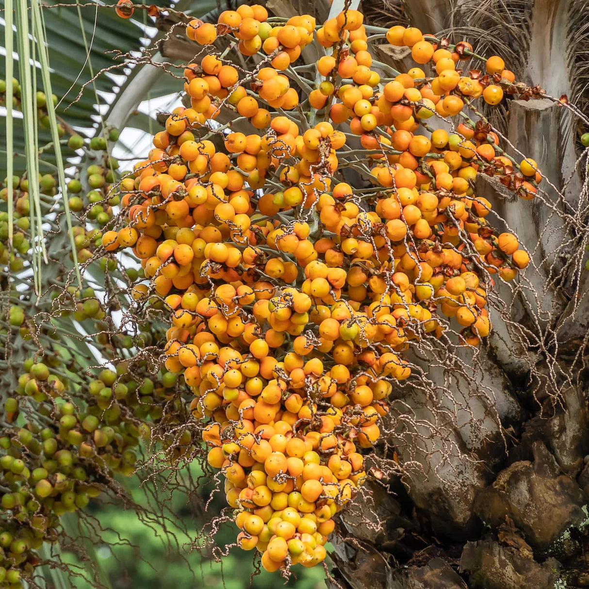 Pindo Palm Tree Seeds Butia Capitata - Edible Jelly Palm - Tropical Fruit & Ornamental Tree