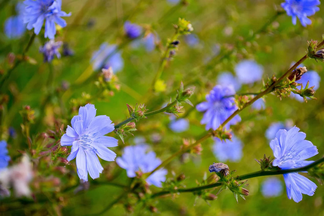 Chicory Cichorium Intybus – Edible Herb Garden Seeds
