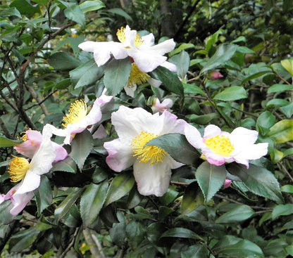 Camellia Sinensis Seeds Authentic Tea Plant Grow Your Own Green & Black Tea