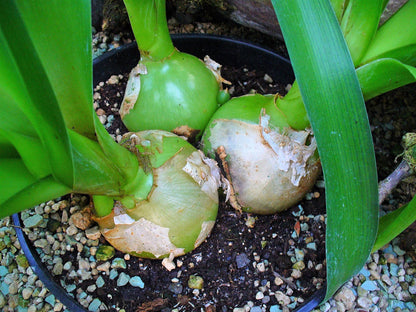 Ornithogalum Caudatum Sea Onion Pregnant Onion - Vegetable Seeds