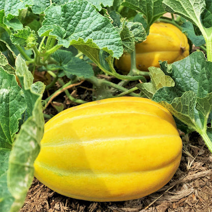 Korean Early Silver Line Melon Seeds for Planting – Heirloom, Non-GMO, Early-Maturing Asian Melon Variety