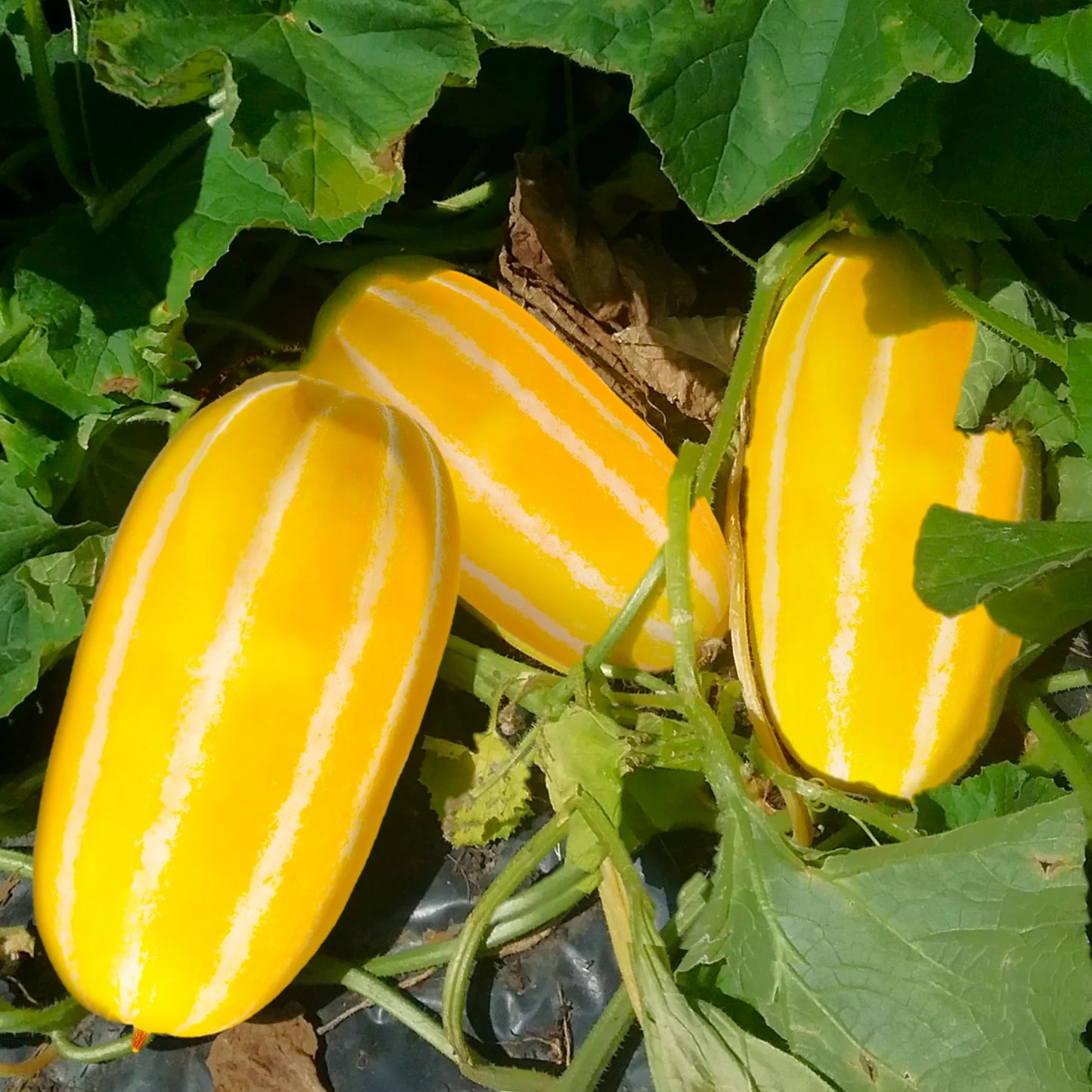 Korean Early Silver Line Melon Seeds for Planting – Heirloom, Non-GMO, Early-Maturing Asian Melon Variety