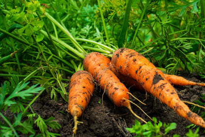 Carrot Denvers Daucus Carota – Vegetable Garden Seeds