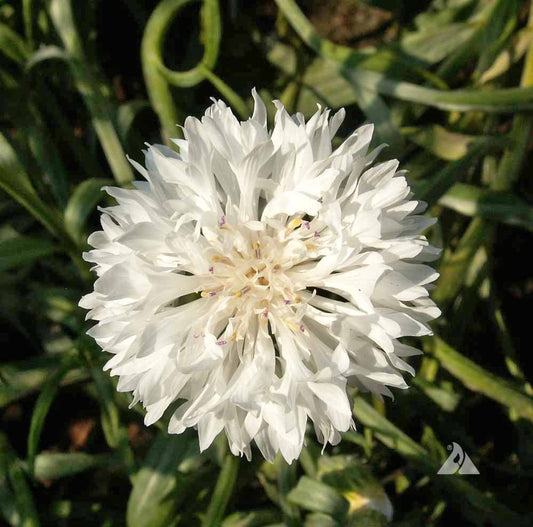 Tall White Bachelor Button Cornflower – Colorful Wildflower Seeds