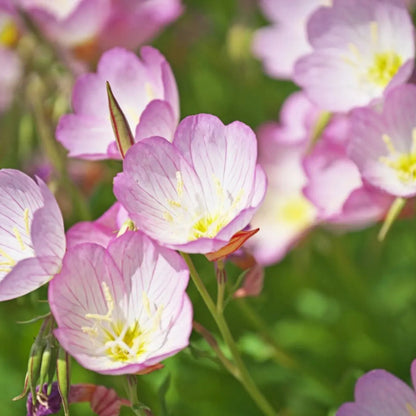 Showy Pink Evening – Perennial Flower Seeds