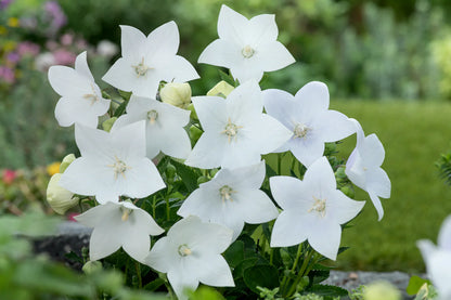 Balloon Flower White Platycodon Grandiflorus – Hardy Garden Flower Seeds