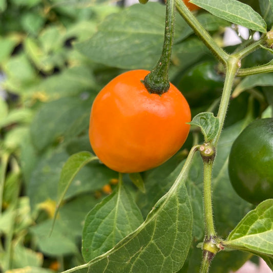 Orange Manzano Pepper – Spicy Garden Vegetable Seeds