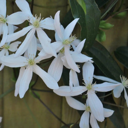 Clematis ‘Snowdrift’ Flower Seeds – Heirloom, Non-GMO, White Blooming Climbing Variety