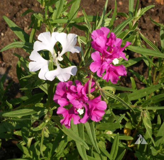 Deerhorn Clarkia – Colorful Wildflower Seeds