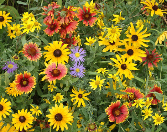 Honey Source Wildflower Mix – Pollinator Friendly Annual Flower Seeds