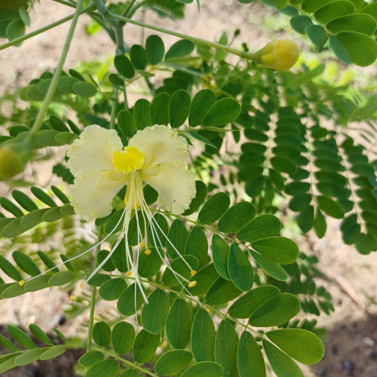 Caesalpinia Pulcherrima White – Bird of Paradise Shrub Seeds